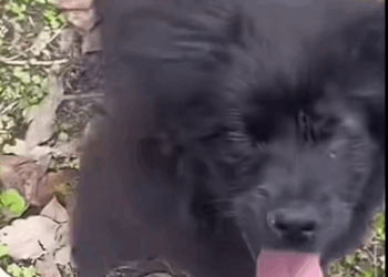 Part 2.Animals Rescue #rescuedog #dogrescue #dogsofttiktok #foryoupage #foryou #dogs