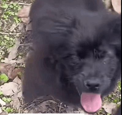 Part 2.Animals Rescue #rescuedog #dogrescue #dogsofttiktok #foryoupage #foryou #dogs