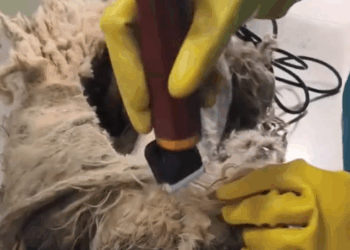 Part2 .Animals Rescue #dogrescue #rescuedog #dogsofttiktok #foryoupage #foryou #dogs