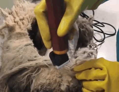 Part2 .Animals Rescue #dogrescue #rescuedog #dogsofttiktok #foryoupage #foryou #dogs