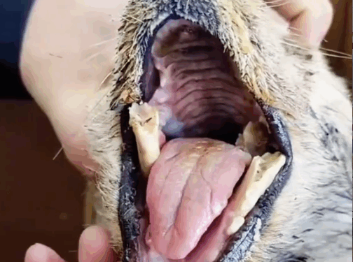 part2.Animals Rescue #dogrescue #rescuedog #dogsofttiktok #foryoupage #foryou #dogs