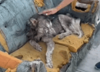 I rescue an abandoned dog on the street, I take him and adopt him_part1