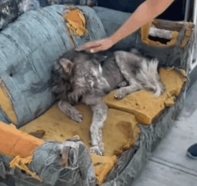 I rescue an abandoned dog on the street, I take him and adopt him_part1