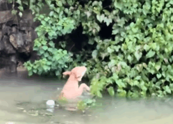 Rescue a puppy that has fallen into the water._part2