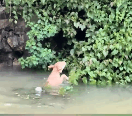 Rescue a puppy that has fallen into the water._part2