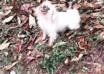 The mother dog and her children are so pitiful,I gave them a home_part2