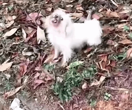 The mother dog and her children are so pitiful,I gave them a home_part2