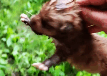 Rescue a puppy_part2