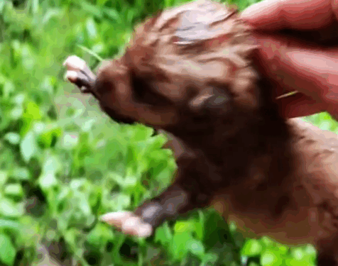 Rescue a puppy_part2