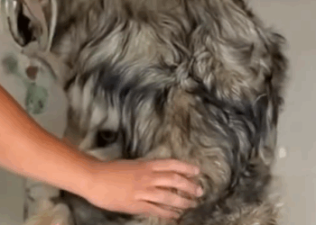 dog rescue#rescue #animal #rescuedog #animalsoftiktok #pupup #dogsoftiktok #puppytiktok #dog_part2