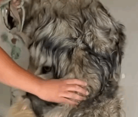 dog rescue#rescue #animal #rescuedog #animalsoftiktok #pupup #dogsoftiktok #puppytiktok #dog_part2