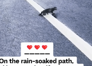 On the rain-soaked path, God bestowed a gift upon me._part2