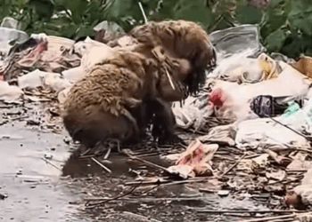 Part2. Animals Rescue #dogrescue #rescuedog #dogsofttiktok #foryoupage #foryou #dogs