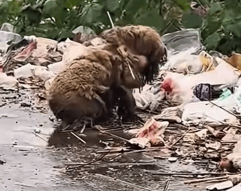 Part2. Animals Rescue #dogrescue #rescuedog #dogsofttiktok #foryoupage #foryou #dogs