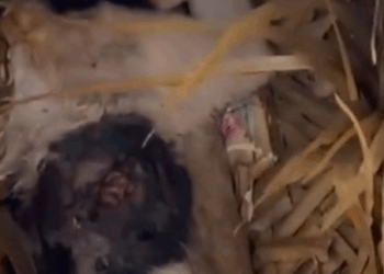 Part2.Animals Rescue #dogrescue #rescuedog #dogsofttiktok #foryoupage #foryou #dogs