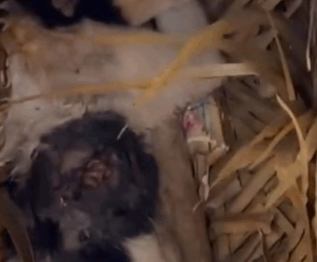 Part2.Animals Rescue #dogrescue #rescuedog #dogsofttiktok #foryoupage #foryou #dogs