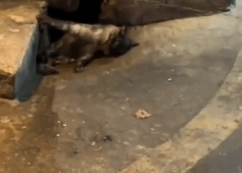 Rescue a cat on the road_part2