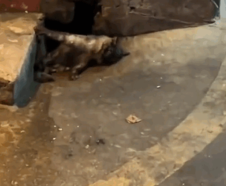 Rescue a cat on the road_part2