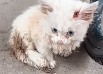 I found Her Half-Dead…Now She Sleeps Like an Angel_part2