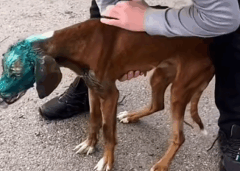 I hope there is someone out that that can give this poor dog a chance to experience love and kindness_part2