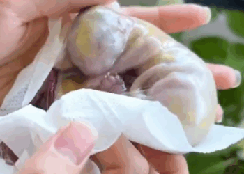 I saved a cat that was born without breathing(Pure Enjoyment Version)_part2