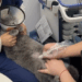 Part 2.Animals Rescue #dogrescue #rescuedog #dogsofttiktok #foryoupage #foryou #dogs