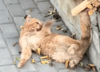 I saw a little guy with blood flowing from its mouth by the roadside and then_part2