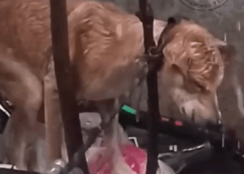 part2.Animals Rescue #dogrescue #rescuedog #dogsofttiktok #foryoupage #foryou #dogs