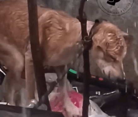 part2.Animals Rescue #dogrescue #rescuedog #dogsofttiktok #foryoupage #foryou #dogs