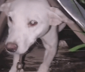 Part2.Animals Rescue #dogrescue #rescuedog #dogsofttiktok #foryoupage #foryou #dogs