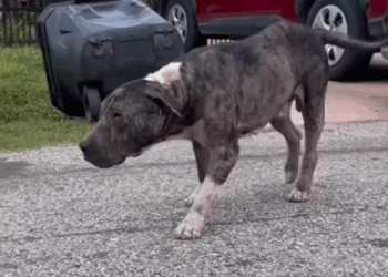 Part2 .The SWEETEST transformation🥹❤️.Animals Rescue #dogrescue #rescuedog #dogsofttiktok #foryoupage #foryou #dogs