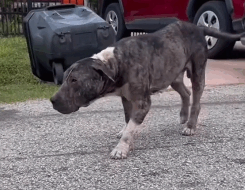 Part2 .The SWEETEST transformation🥹❤️.Animals Rescue #dogrescue #rescuedog #dogsofttiktok #foryoupage #foryou #dogs