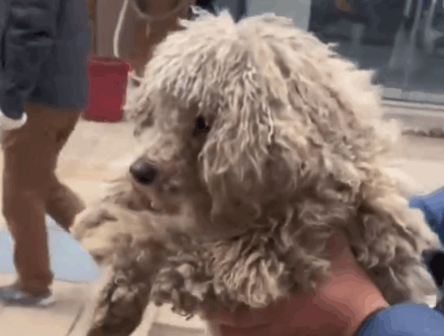 Part2 .Animals Rescue #dogrescue #rescuedog #dogsofttiktok #foryoupage #foryou #dogs