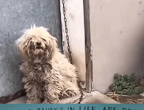 Part 2.Animals Rescue #rescuedog #dogrescue #dogsofttiktok #foryoupage #foryou #dogs