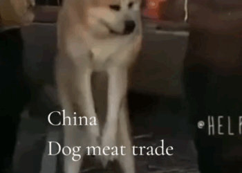 Juno, the big and resilient Akita, has come a long way since his rescue from the Chinese dog meat trade_part1