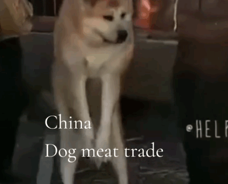 Juno, the big and resilient Akita, has come a long way since his rescue from the Chinese dog meat trade_part1