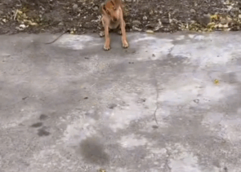 I rescued an abandoned dog in the middle of the street who c_part1