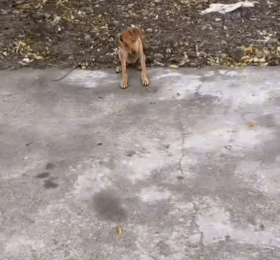 I rescued an abandoned dog in the middle of the street who c_part1