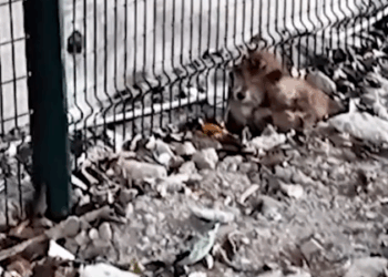 Rescue an injured puppy_part2