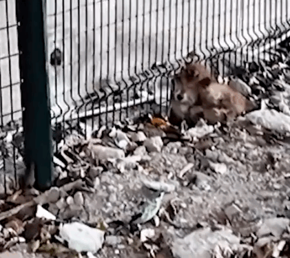 Rescue an injured puppy_part2