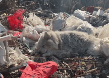 Rescue a homeless puppy_part2