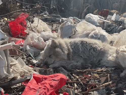 Rescue a homeless puppy_part2