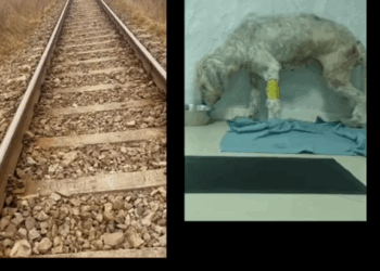 Fiecare viata conteaza sinmerita salvata 🙌 Jurnalul lui Desty catelusa de tren din Martie pana in Iunie_part2