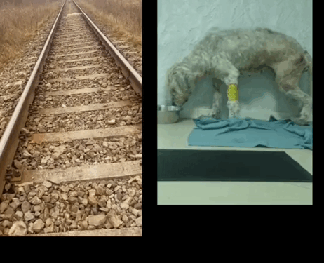 Fiecare viata conteaza sinmerita salvata 🙌 Jurnalul lui Desty catelusa de tren din Martie pana in Iunie_part2