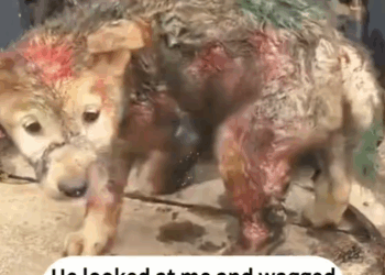 Rescue stray dogs_part2