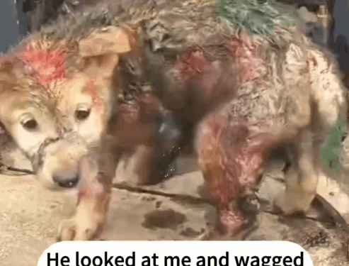 Rescue stray dogs_part2