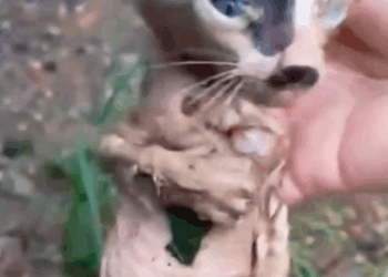 Please stop and give some help to the cat that has just its mother_part2