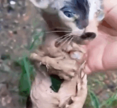 Please stop and give some help to the cat that has just its mother_part2