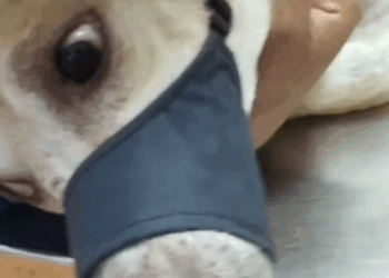 Part2.Animals Rescue #dogrescue #rescuedog #dogsofttiktok #foryoupage #foryou #dogs