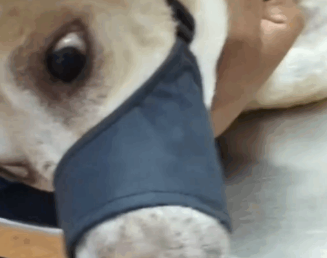 Part2.Animals Rescue #dogrescue #rescuedog #dogsofttiktok #foryoupage #foryou #dogs